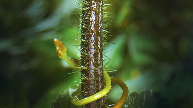 Click to watch 'Seasonal Worlds' (popup) The Green Planet
